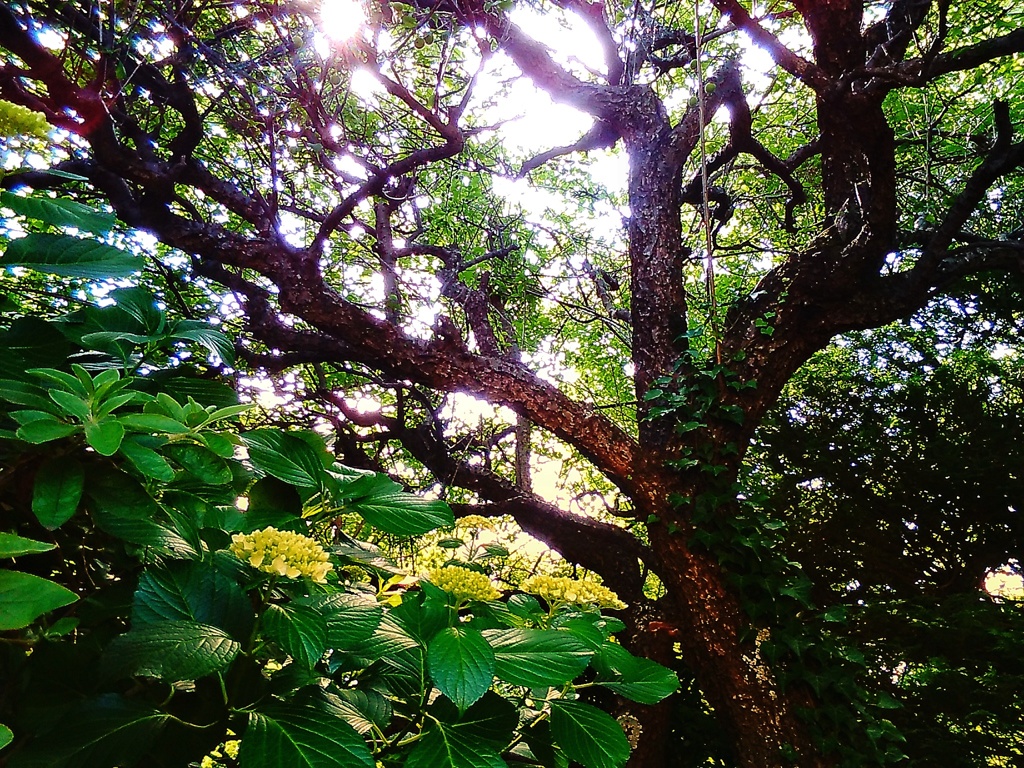 秘密の梅園