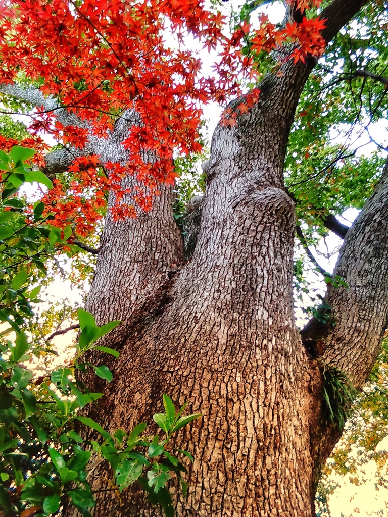 トトロの楠(２)