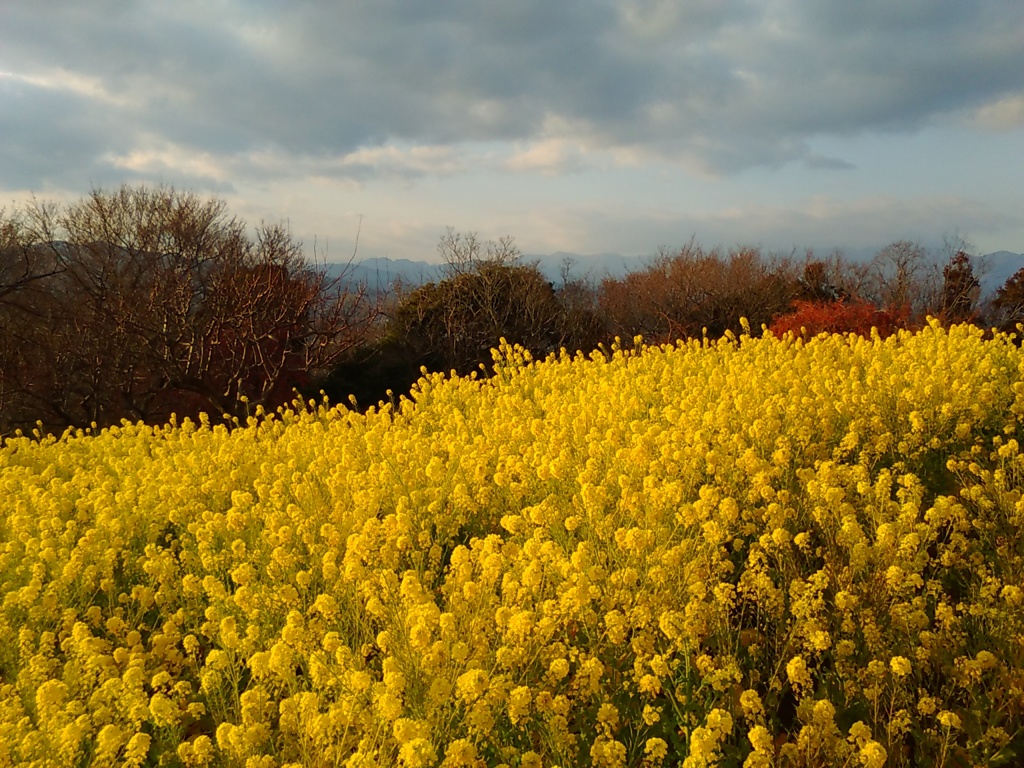 菜の花じゅうたん
