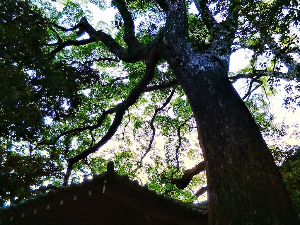 樹に宿る(１)