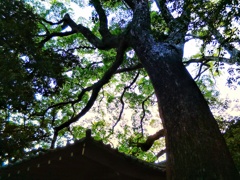 樹に宿る(１)