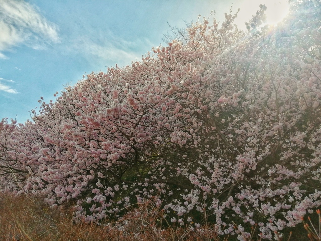 春めき桜（1）
