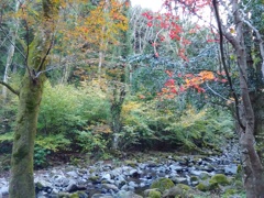 紅葉の谷