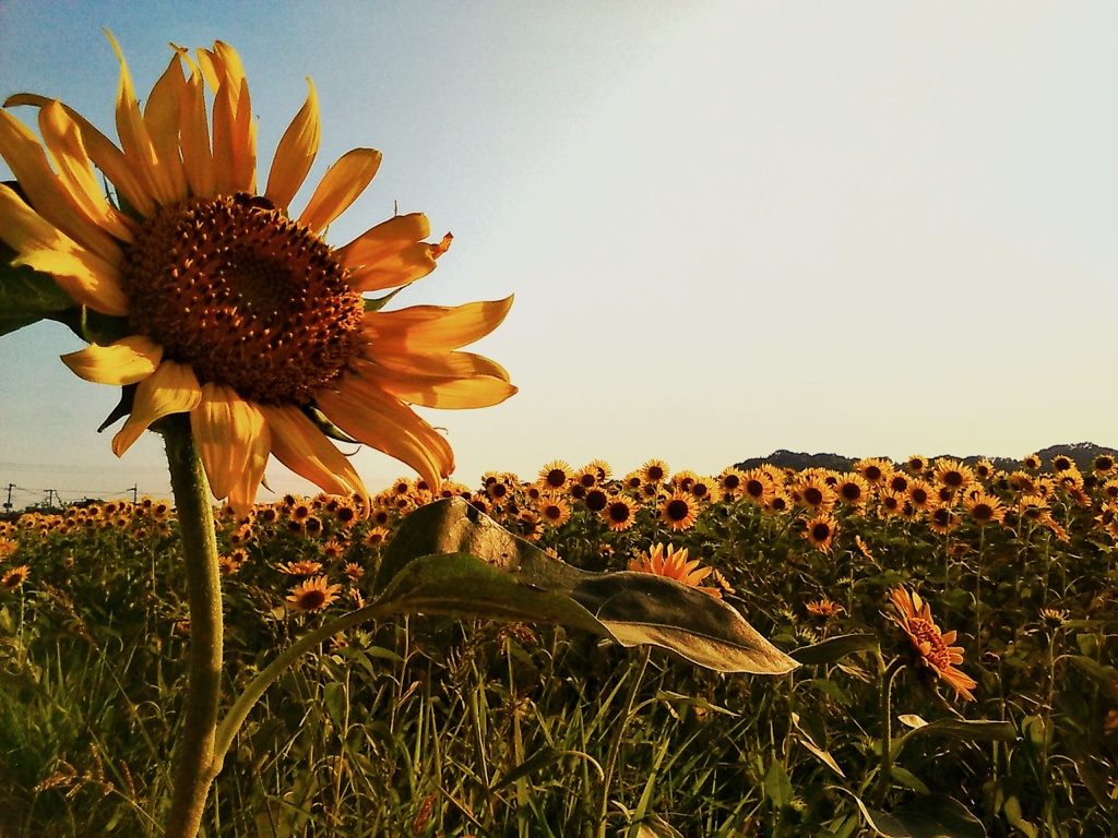 sunflower(１)