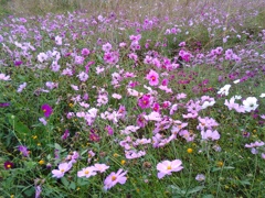 コスモス畑