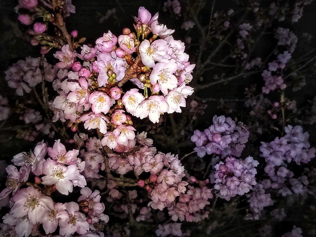 河津桜(２)