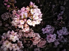 河津桜(２)