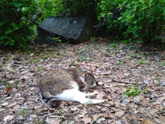 ひるねこ
