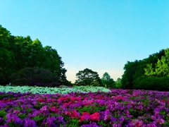 つつじヶ丘公園(２)