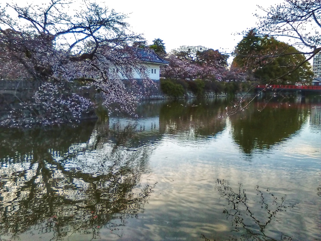 堀の桜(３)