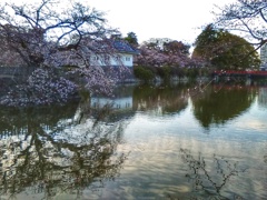堀の桜(３)