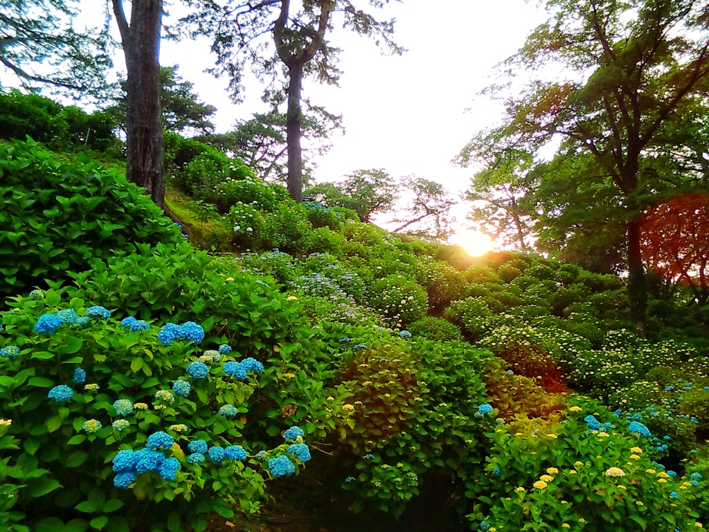 あじさい山