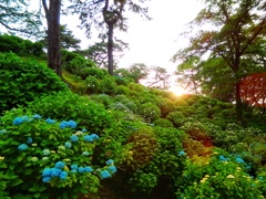 あじさい山