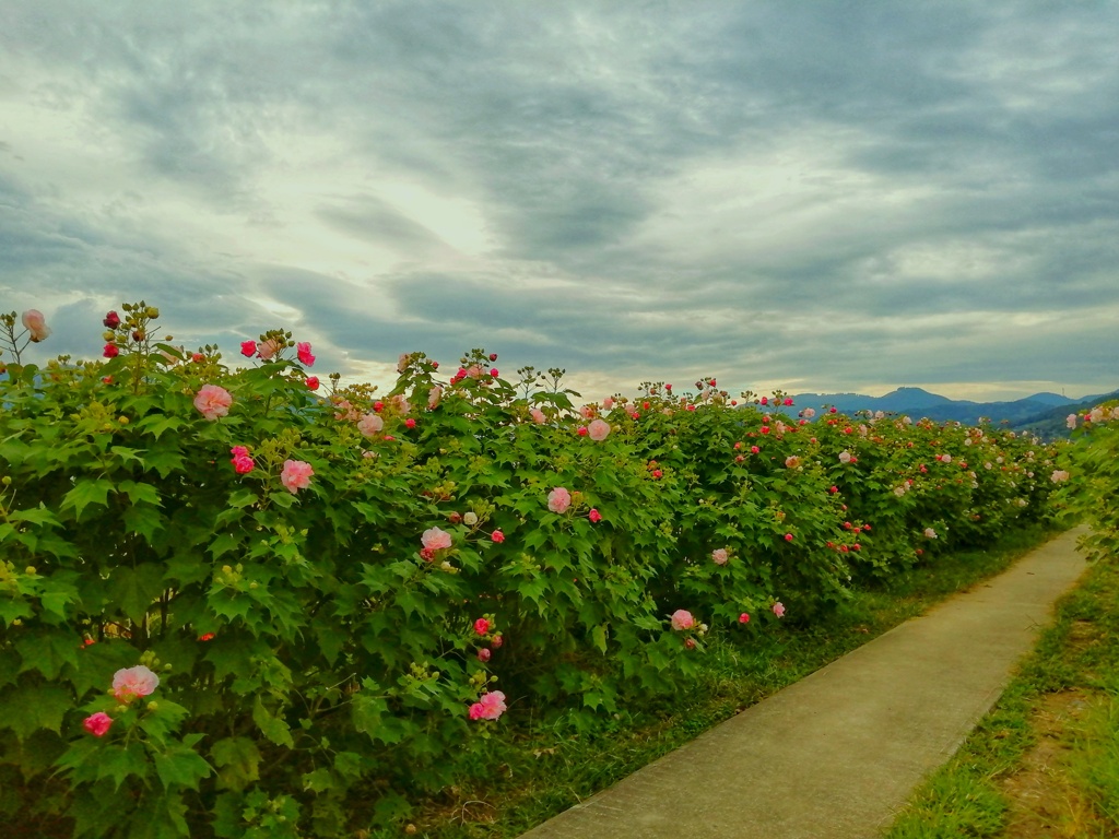 酔芙蓉（２）