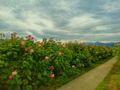 酔芙蓉（２）