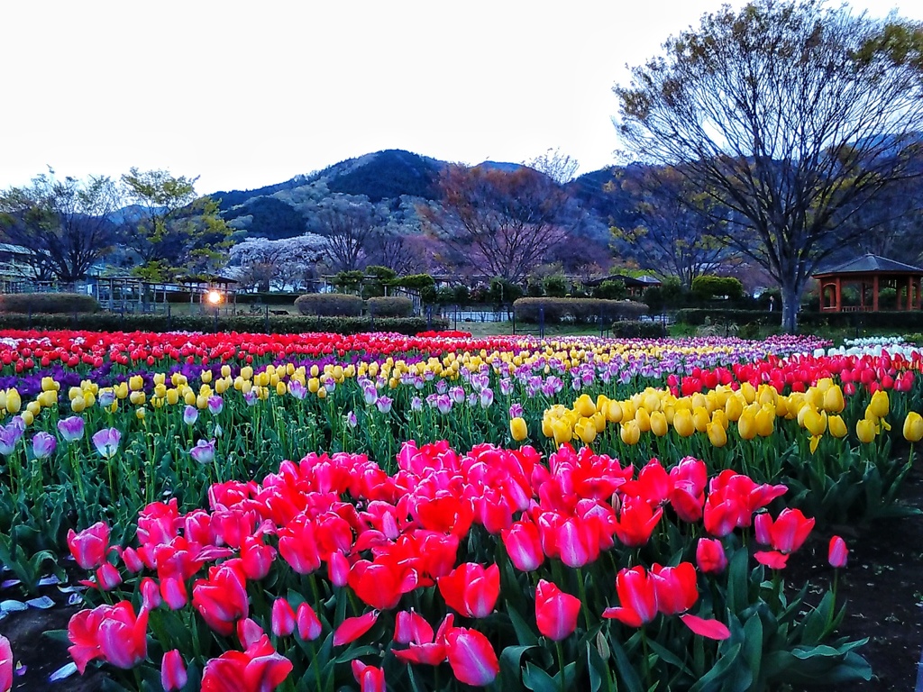 チューリップの庭園(２)