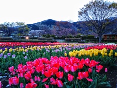 チューリップの庭園(２)