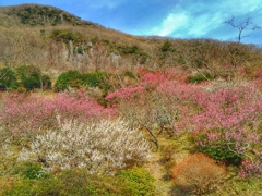 梅の山(４)