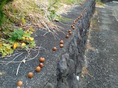 誰かさんのいたずら