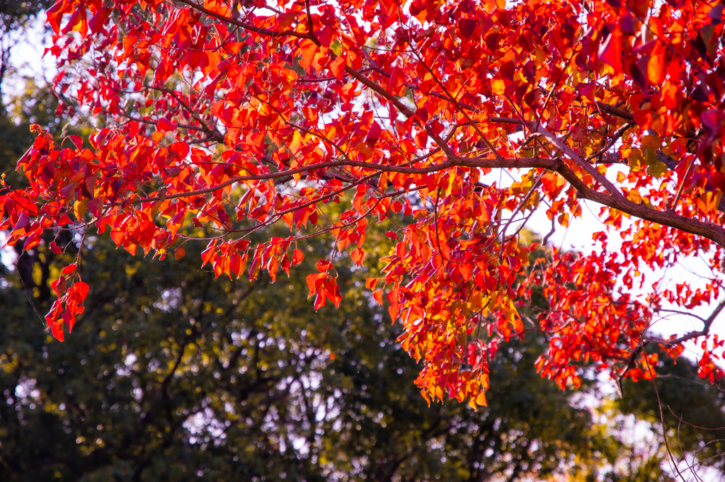 紅の葉