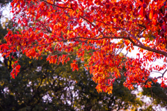 紅の葉