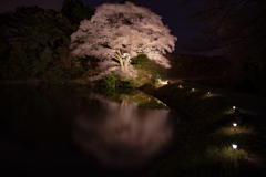 ジラカンス桜