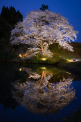 ジラカンス桜