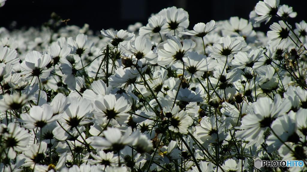 blow in the wind