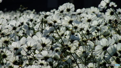 blow in the wind