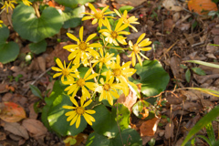ツワの花