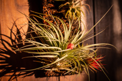 Healing  Air Plants