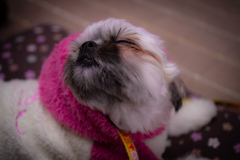 おはよう