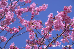 陽光桜