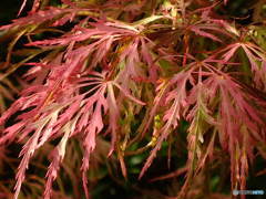 花纏