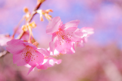 河津桜１