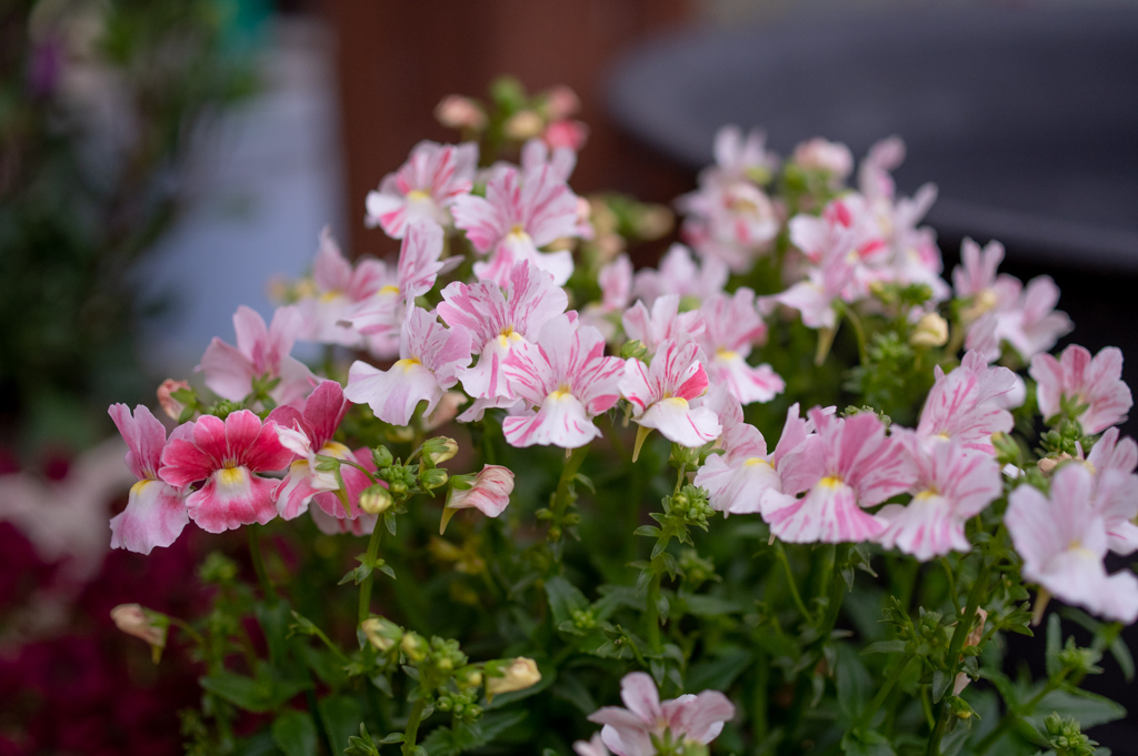 メネシアの香り