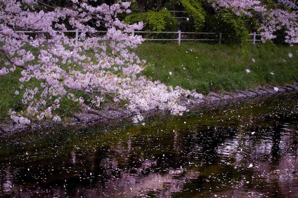 水面に散る