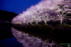 ライトアップ桜号