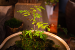 ネムの木の苔盆栽