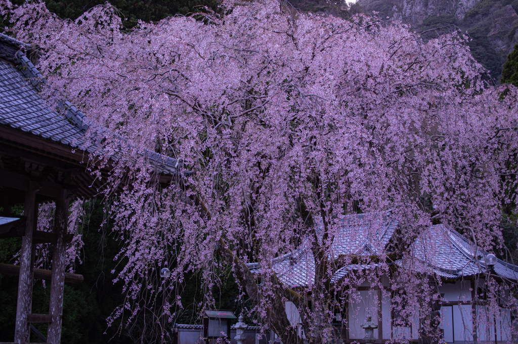 しだれ桜