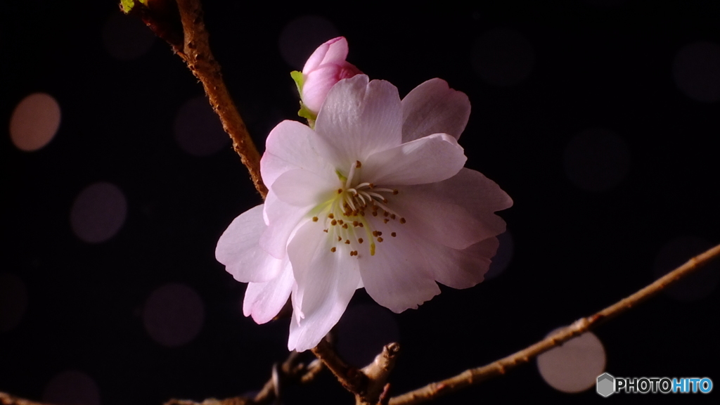 冬桜