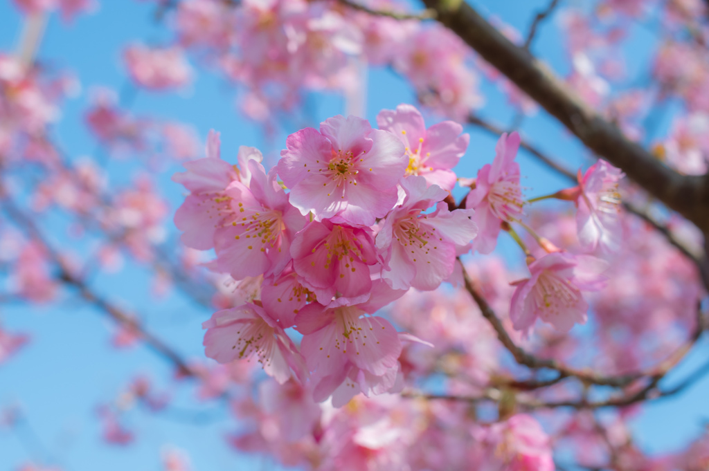 桜よ　春風と共に