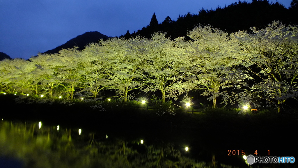 桜行列