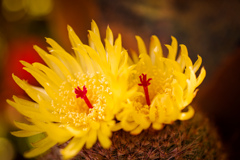 サボテンの花　2