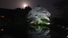 夜桜