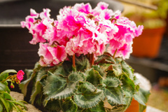 冬の女王花
