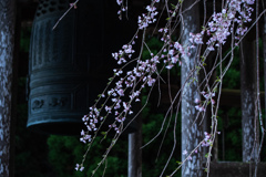 梵鐘と桜
