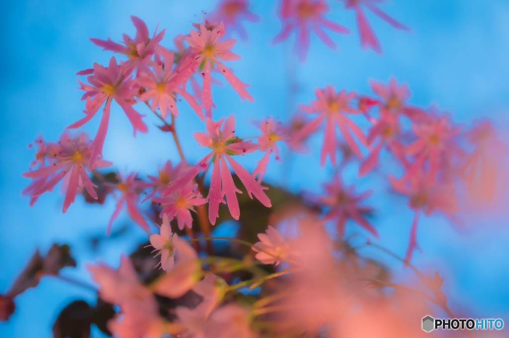 大文字草の花火