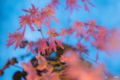 大文字草の花火