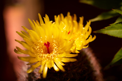 サボテンの花